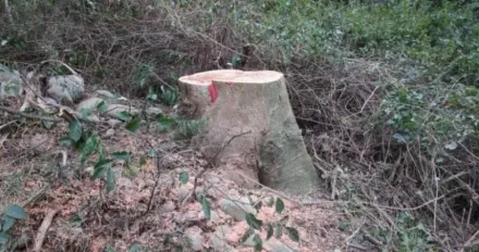 台中神岡國有林地相思樹遭盜伐！　7工人趁修剪路樹行竊全被送辦