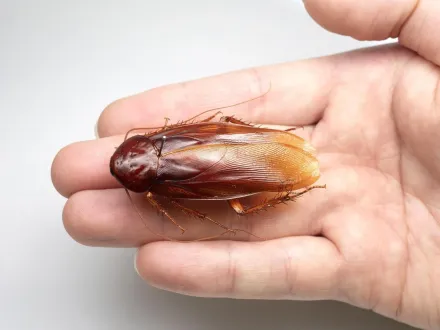 日研究員發現台灣特有種蟑螂「台灣大蠊」　身形超巨可達5.4公分