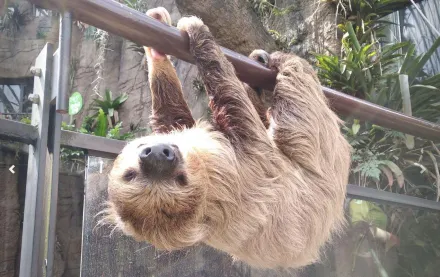 啪！樹獺摔下砸中男遊客頭　北市動物園：將加強防範措施