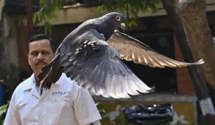 烏龍！台灣賽鴿遭疑是「中國間諜鴿」　被印度關8個月後獲釋