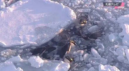 影/揪心！北海道17隻虎鯨家族被巨大浮冰圍困　掙扎呼吸畫面曝光