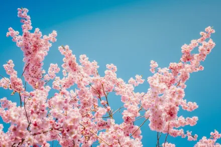 快訂機票！日本「櫻花前線」預測出爐　東京3/23、京都3/24提早開花