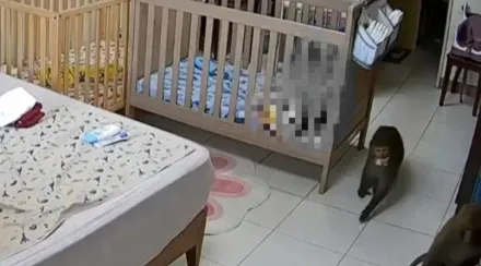 侵門踏戶全拍到！柴山2獼猴開窗入屋找食物　1歲娃嬰兒床內嚇哭