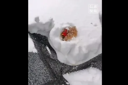 影/老母雞遭大雪活埋3天「敲頭還會動」　網驚：難怪冬天要穿羽絨衣！