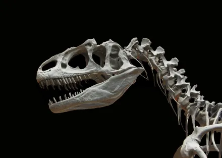 龍年「中國龍」現身　貴州發現距今2.4億年前完整恐龍化石