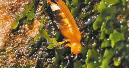 台灣驚豔「第4種水生螢火蟲」！暖暖山區現蹤　暫命名「北杪螢」