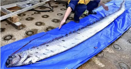 花蓮強震後！台東漁民捕獲「22.8kg超巨地震魚」　民眾喊：不要再地震了