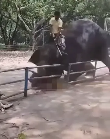 悚！孟加拉動物園大象突暴走　馴象師17歲兒遭重踩拋摔身亡