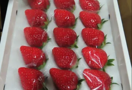 快訊/日本草莓又出包！檢出不得使用農藥　24公斤全退運銷毀