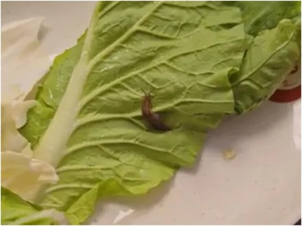 大白菜、花壽司、小火鍋都有「活蛞蝓」！「全世界第一例」在台灣　醫：爬過的蔬菜都有風險
