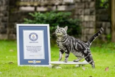 影/最速喵星人！「滑板神貓」10米滑行僅花12.85秒破金氏世界紀錄