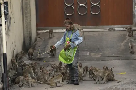 「猴城」快崩潰！數千猴子佔領泰國小鎮人猴衝突不斷　當局決定誘捕減少數量