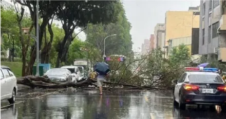 不敵豪雨轟炸！台中北區2棵路樹倒塌道路癱　公車繞道行駛