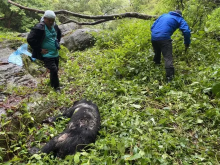 南投台灣黑熊慘死瀑布旁逾3天　「左胸中彈」疑遭盜獵誤殺