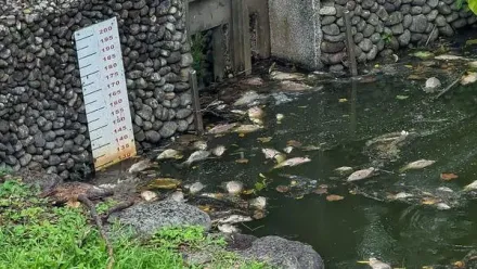 超臭！羅東運動公園虹明湖「魚隻大量死亡」　水質檢驗：溶氧消耗大