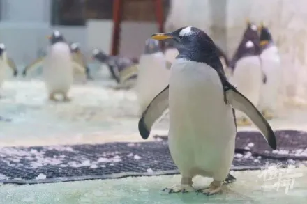 網紅餐廳老闆突跑路「留下6隻企鵝」　員工被欠薪急申請「扣押」結局好意外