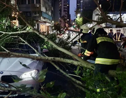 快訊/影片曝光！北市大安區四維路路樹突倒塌　行進中BMW遭砸中3人受困