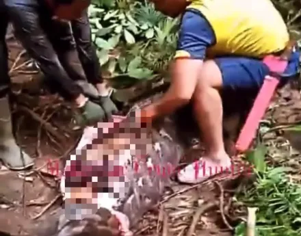 影/真實版《血蘭花》驚悚重現！印尼巨蟒活吞女子「蛇身撐出人形」夫悲認屍