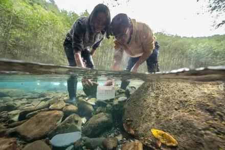 雪霸公園櫻花鉤吻鮭復育有成　人工背「15公斤魚卵」再挑戰高海拔
