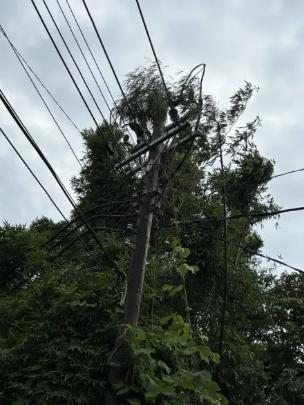 快訊/不堪一擊？桃園一下午停電3次惹怒民眾　台電：路樹造成