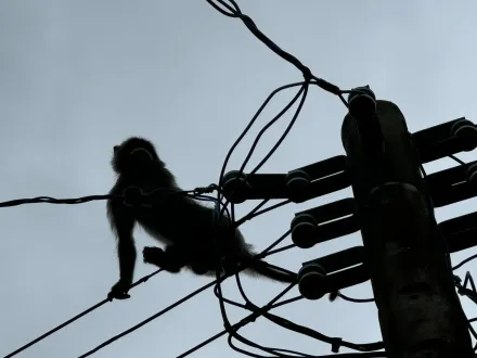 影/獼猴不知死活！潮州驚見「攀電線過馬路」　居民：只擔心鬧到停電