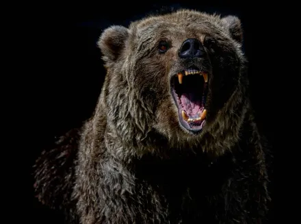 影/俄國巨熊爬上拋錨車　受困3人嚇傻「按喇叭」脫險
