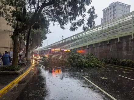 快訊/午後暴雨災情！北市建國南路樹倒擋路　公車、汽車塞住了