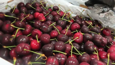 快訊/美國2批進口「鮮紅櫻桃」檢出不得使用農藥！近4,000公斤須退運銷毀