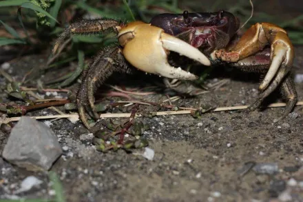 墾丁陸蟹繁殖高峰期！香蕉灣交管護蟹有成　學者憂棲地破壞降低成效