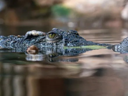 颶風釀洪水逾200條鱷魚闖入市區　墨西哥爆另類「鱷魚患」