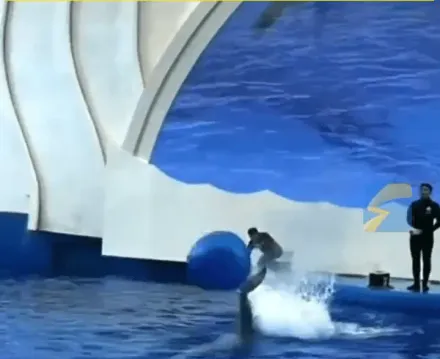 影/看海豚表演慘遭氣球「爆頭」腫包　館方回應「怕就選旁邊位置」惹議