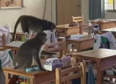 影/30隻獼猴闖入校園！鼓山高中課桌上巡邏　學生嚇到尖叫