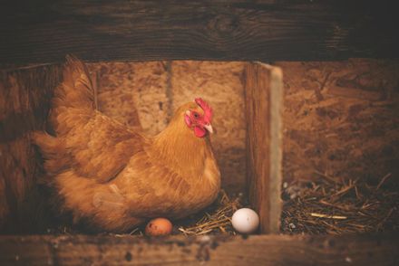 連日高溫+蛋雞淘汰計畫釀「供不應求」！　蛋價恐「短期調節」回漲