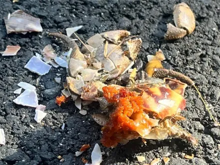 暑假狂交配！小琉球千隻陸蟹遭輾變「爆卵蟹餅」　橫屍滾燙柏油路