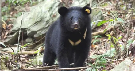 「台灣黑熊」撬蜂箱偷吃蜂蜜　林業署立即埋單補償…友善農民樂於通報