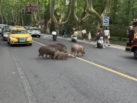 影/南京街頭驚現「7只野豬過馬路」！專家警告：己泛濫成災、務必遠離