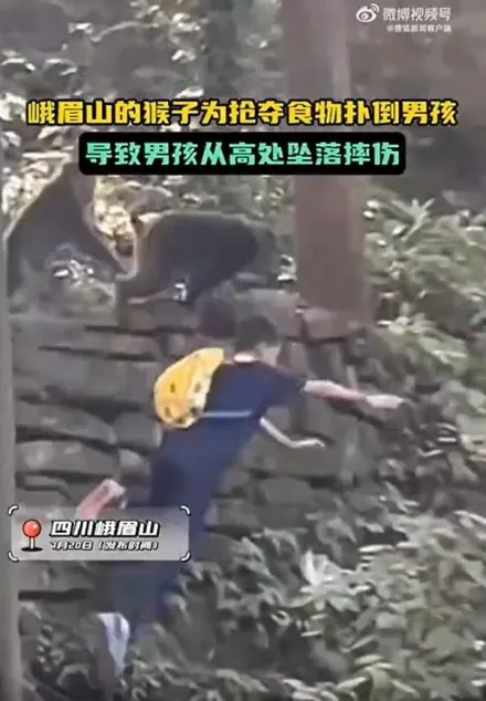 影/「猴」囂張！峨嵋山野猴搶奪食物「猛撞」　男孩跌落數公尺邊坡