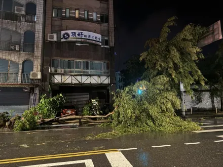 快訊/凱米強襲樹倒處處！羅東市區整棟樓大門慘被堵死