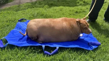 把狗當豬養！紐西蘭狗狗被餵到53KG嚴重過胖　飼主遭判處2個月監禁
