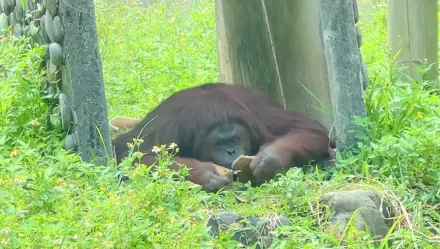 快訊/曾演出電影！壽山動物園人氣紅毛猩猩「咪咪」離世　園方不捨發聲了