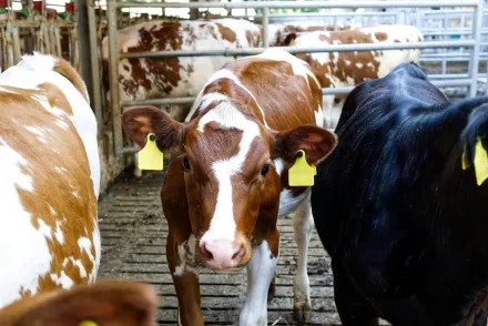 山東肉牛養殖場驚爆5工人染「皮膚炭疽病」　所有家畜全數撲殺