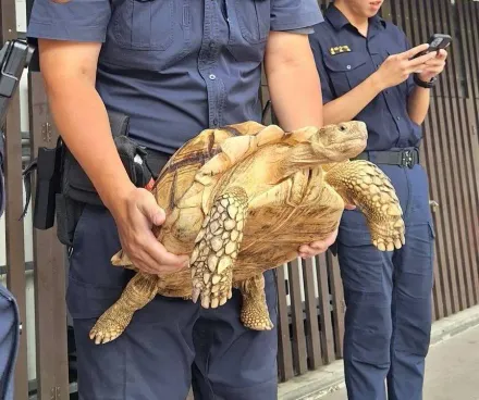 影/逃家片！非洲嬌客溜出門「龜速」逛大街　警化身保母幫找回「歸宿」