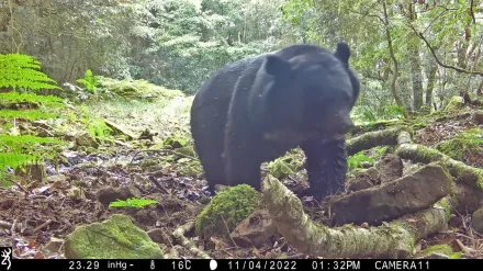熊出沒注意！玉山台灣黑熊族群擴散　瓦拉米步道10筆紀錄最多