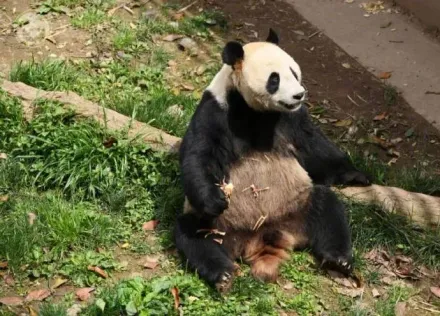 陸貓熊界明星「彤彤」猝逝！死因曝光　飼養員不捨喊：願星球沒有病痛