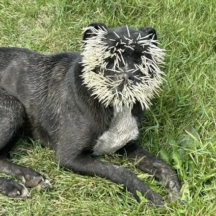 被遺棄餓壞！流浪犬想吃豪豬被狂攻「臉插1500根刺」慘失明