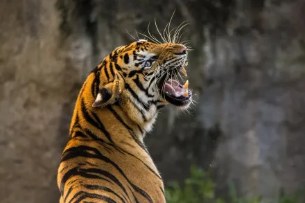 超白目！女子遊動物園竟無視警語　跳進欄杆伸手逗弄老虎險被咬