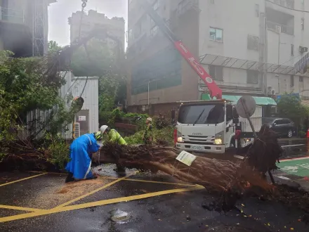 影/小黃才剛過...北市大安區「10公尺高路樹」倒塌！驚險畫面曝