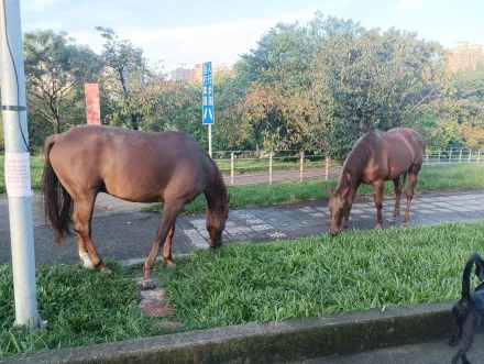 影/新店陽光公園驚見2匹馬！悠哉吃草飼主急牽回　網笑虧：今天吃外食