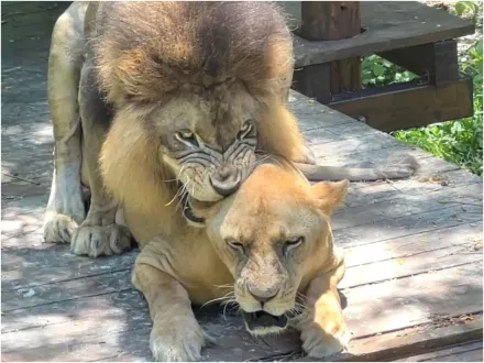 壽山動物園母獅發情「一天激戰40回」　園方：蹲點保證有精彩畫面