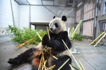 上野動物園貓熊再少2隻！力力真真老了「健康亮紅燈」　將於9/29歸還大陸